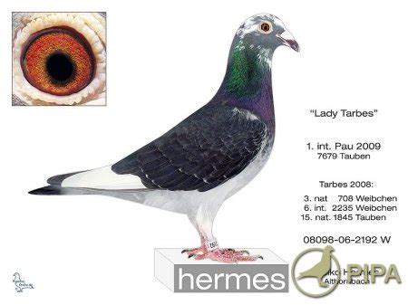 Raymund Hermes Hamm/Sieg Germany Pigeon Racing as pure 